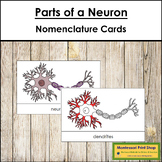 Parts of a Neuron 3-Part Cards (red highlights) - Montesso