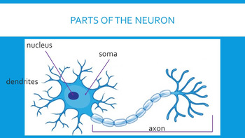 Science Worksheet Label Parts Of A Neuron : Nerves Worksheet : This