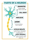 Parts of a Neuron Classroom Poster Psychology