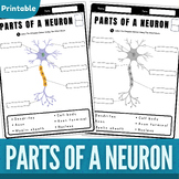 Parts of a Neuron Diagram Worksheet | Label the Parts of a Neuron