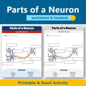 Preview of Parts of a Neuron Diagram Worksheet and Handout