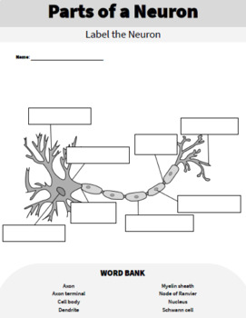 Parts of a Neuron Diagram Worksheet and Handout - Printable and Digital