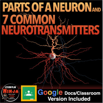 Preview of Parts of a Neuron & 7 Common Neurotransmitters (Psychology) + Distance Learning