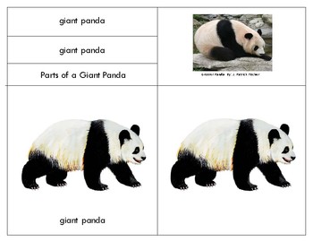 Preview of Parts of a  Giant Panda -Three Part Cards