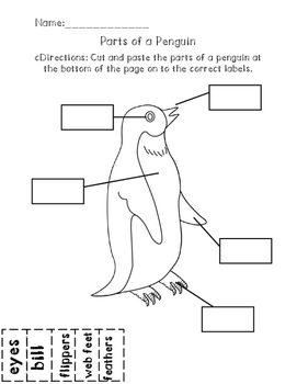 Parts of a Penguin by Miss Barber's Firsties | TPT