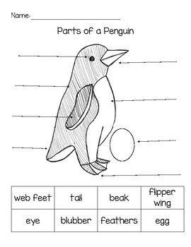 Free Penguin Worksheets