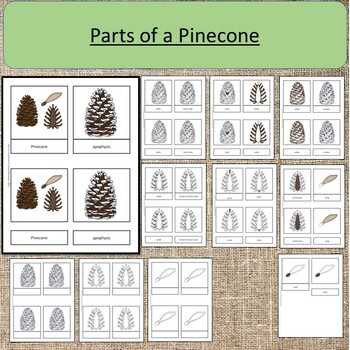 Parts of a Pinecone Science Botany Seasonal Studies Montessori