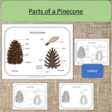Parts of a Pinecone Science Botany Seasonal Studies Montessori