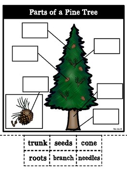 Parts of a Pine Tree-Bilingual by Rae Elliott | Teachers Pay Teachers