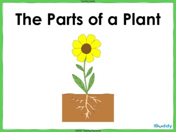 The Parts of a Plant by The Teaching Buddy | TPT