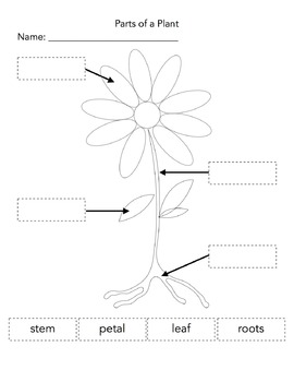 Preview of Parts of a Plant