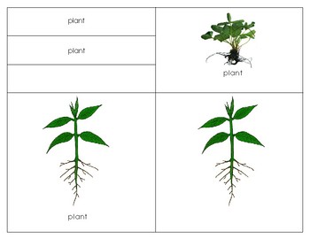 Parts of a Plant by Green Tree Montessori Materials | TPT