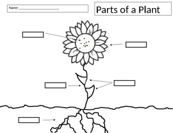 Preview of Parts of a Plant Activity/Assessment - Editable