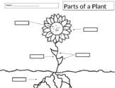 Parts of a Plant Activity/Assessment - Editable