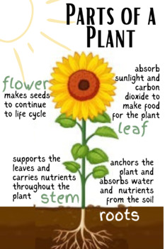 Preview of Parts of a Plant Anchor Chart