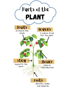Preview of Parts of a Plant Anchor Chart