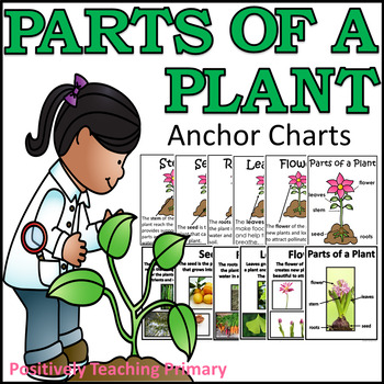 Preview of Parts of a Plant Anchor Charts