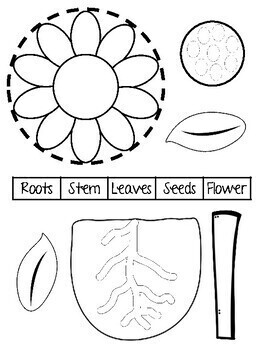 Parts of a Plant - Craft and label the flower parts by Awesome Preschool