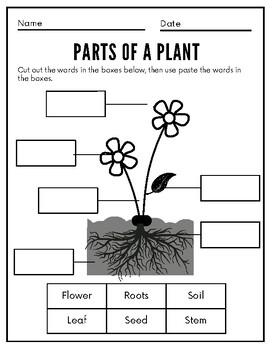 Results for parts of a plant cut and paste | TPT