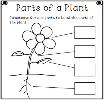 parts of a plant for kids cut and paste
