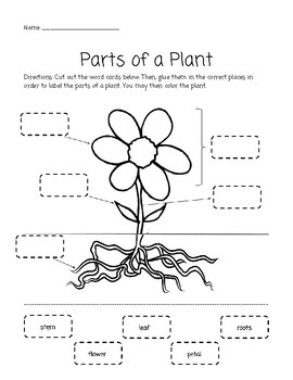 Parts of a Plant Cut and Paste Activity by Elizabeth Kelley | TPT