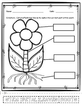 Parts of a Plant - Cut and Paste Activity Sheet by Mrs Cowmans Classroom