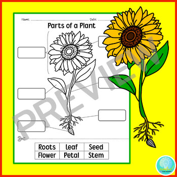 Parts of a Plant Cut and Paste Sunflower Science Printable Worksheet ...