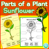 Parts of a Plant Cut and Paste Sunflower Science Printable