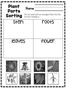 parts of a plant cut and paste worksheet for preschool and kindergarten