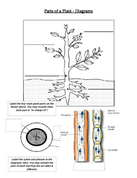 Preview of Parts of a Plant Diagram