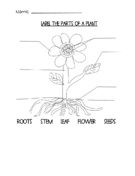 Parts of a Plant Diagram by Hennis Made | Teachers Pay Teachers