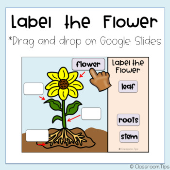 Preview of Parts of a Plant (Distance Learning - Science Google Classroom)