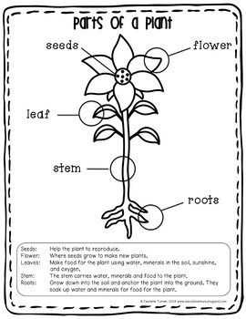 Parts of a Plant FREE by AWOL Adventures With Our Littles | TPT