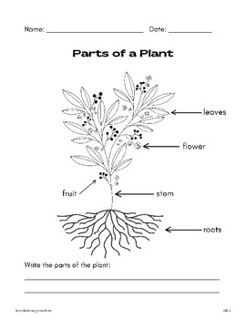 Preview of Parts of a Plant - Fill in the blank
