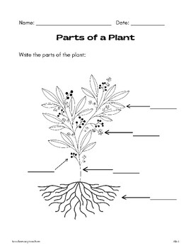 Parts of a Plant - Fill in the blank by Aleli | TPT