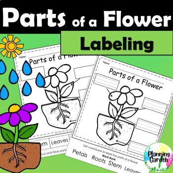 Preview of Parts of a Flower | Parts of a Plant {label flower, plant, spring}
