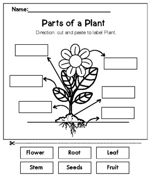 Parts of a Plant Flower Label Plant Parts Worksheets by TEACHER AOF