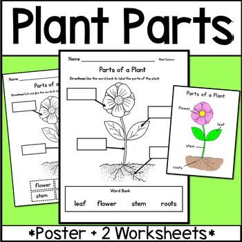 Preview of Parts of a Plant Flower Label Plant Parts Worksheets and Diagram Poster