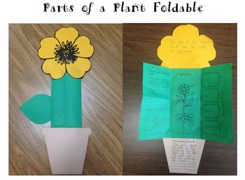 Preview of Parts of a Plant Foldable