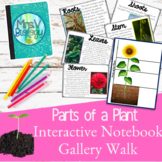 Parts of a Plant Gallery Walk Notes Activity