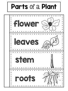 Parts of a Plant Interactive Notebook Activity by JH Lesson Design
