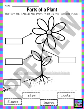 Parts of a Plant - LABEL DIAGRAM (Multiple Versions) by I Teach STEM