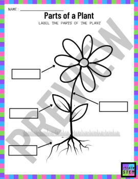 Parts of a Plant - LABEL DIAGRAM (Multiple Versions) by I Teach STEM