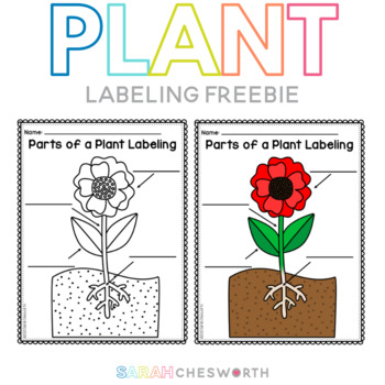 Preview of Parts of a Plant Labeling