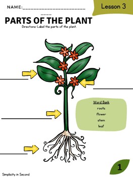 Parts of a Plant Labeling by Simplicity in Second | TPT
