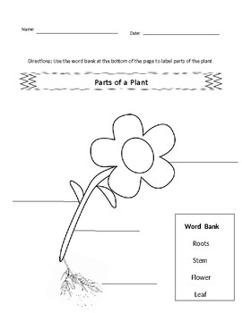 Parts of a Plant Lesson and Activity Template by AppletreeHoney | TPT
