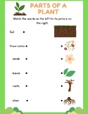 Parts of a Plant Matching Worksheet