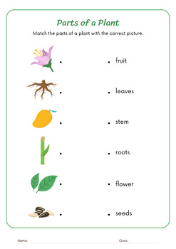 Parts of a Plant | Plant Life Cycle Science Worksheets by Brilliant Honey