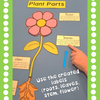 Parts of a Plant Poster (poster board size) Leaves, Stem, Roots, Flower
