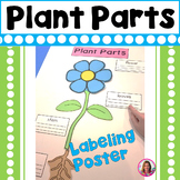 Parts of a Plant Poster (poster board size) Leaves, Stem, 
